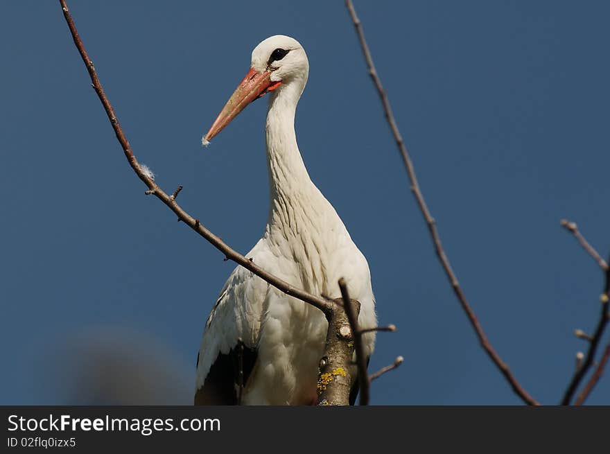 Nesting white stork