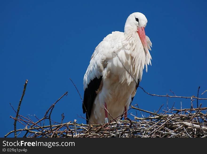 White Stork In Switzerland