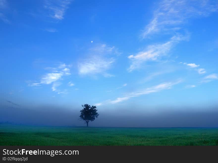 Lonely Tree