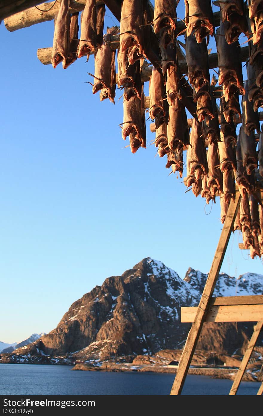 Cod hanging to dry under the mountains , Henningsvaer  Lofoten islands, Polar circle,. Cod hanging to dry under the mountains , Henningsvaer  Lofoten islands, Polar circle,