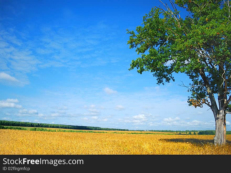 Lonely Tree