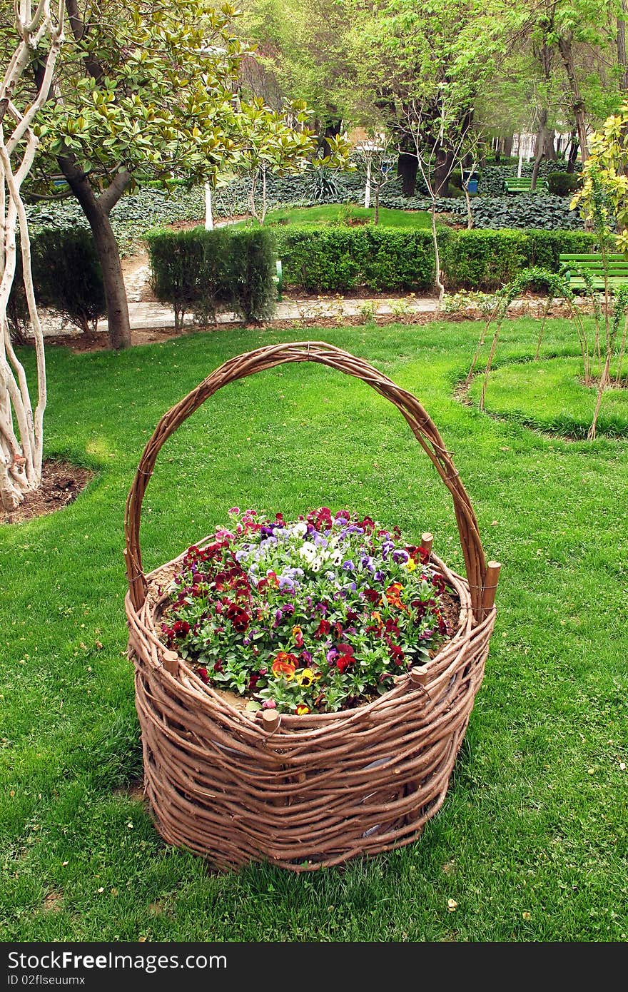 Basket of violets in park. Basket of violets in park