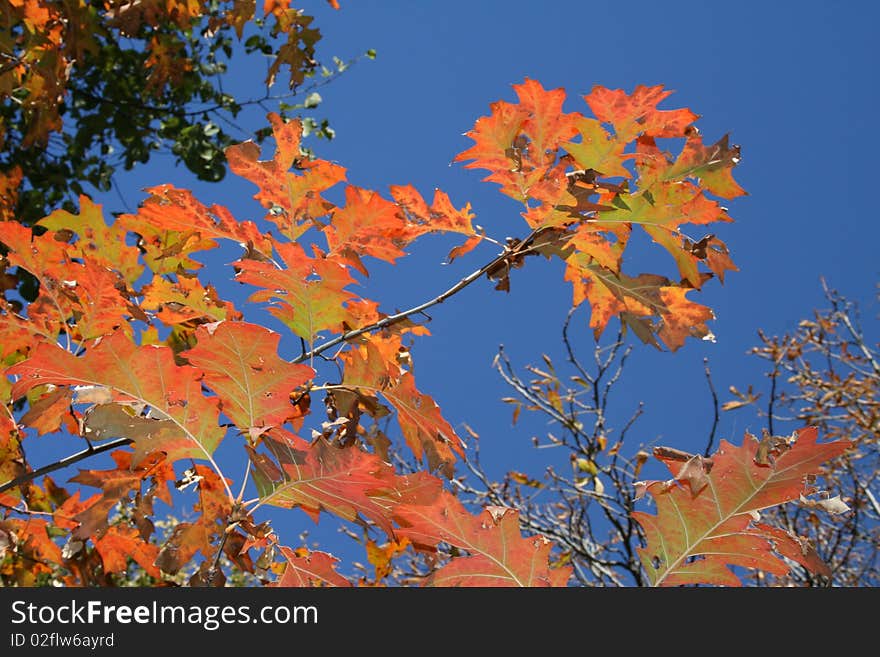 Yellow leaves on the sky blue in autumn