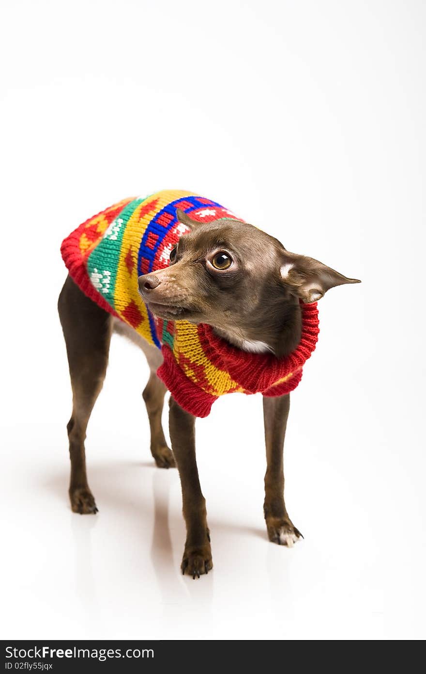 Picture of a funny curious toy terrier dog in dog clothes. white background