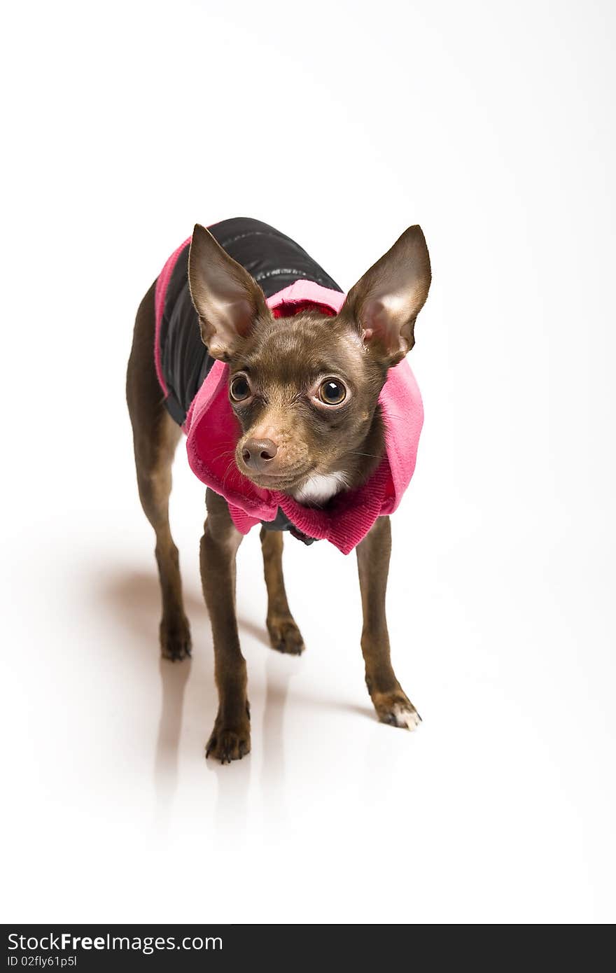 Picture of a funny curious toy terrier dog in dog clothes. white background