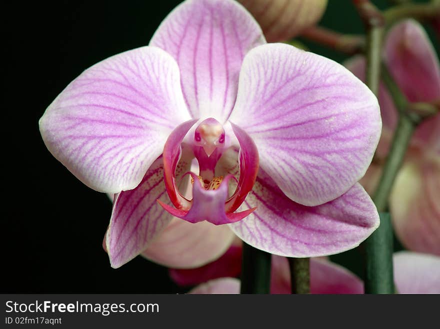 Close-up of the phalaenopsis flower. Close-up of the phalaenopsis flower