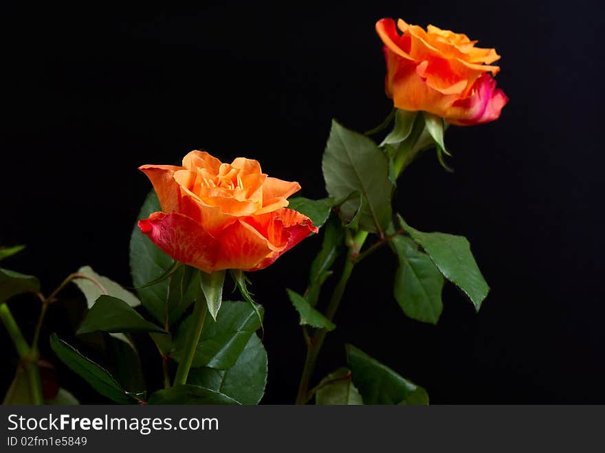 Red and orange roses isolated on black. Red and orange roses isolated on black