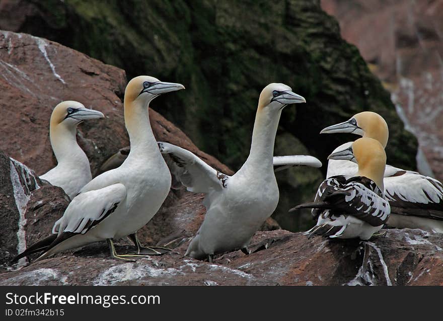 Young immature Northern Gannets gather together on Bass Rock, an island off the coast of Scotland. Young immature Northern Gannets gather together on Bass Rock, an island off the coast of Scotland.