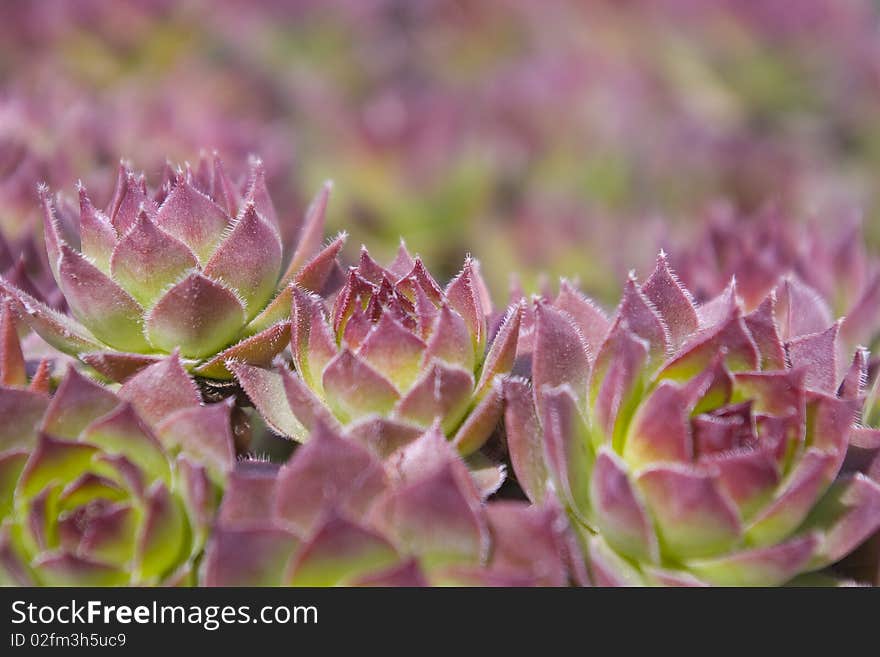 Hens and chicks. Sempervivum tectorum Succulent sempervivum garden plant. Hens and chicks. Sempervivum tectorum Succulent sempervivum garden plant