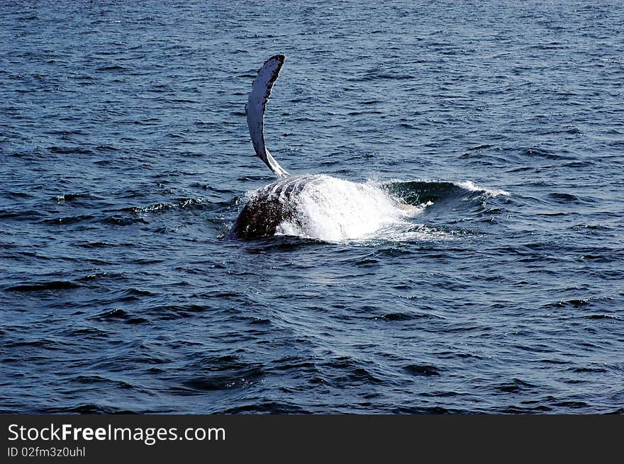 Humpback whale waving hello to onlookers