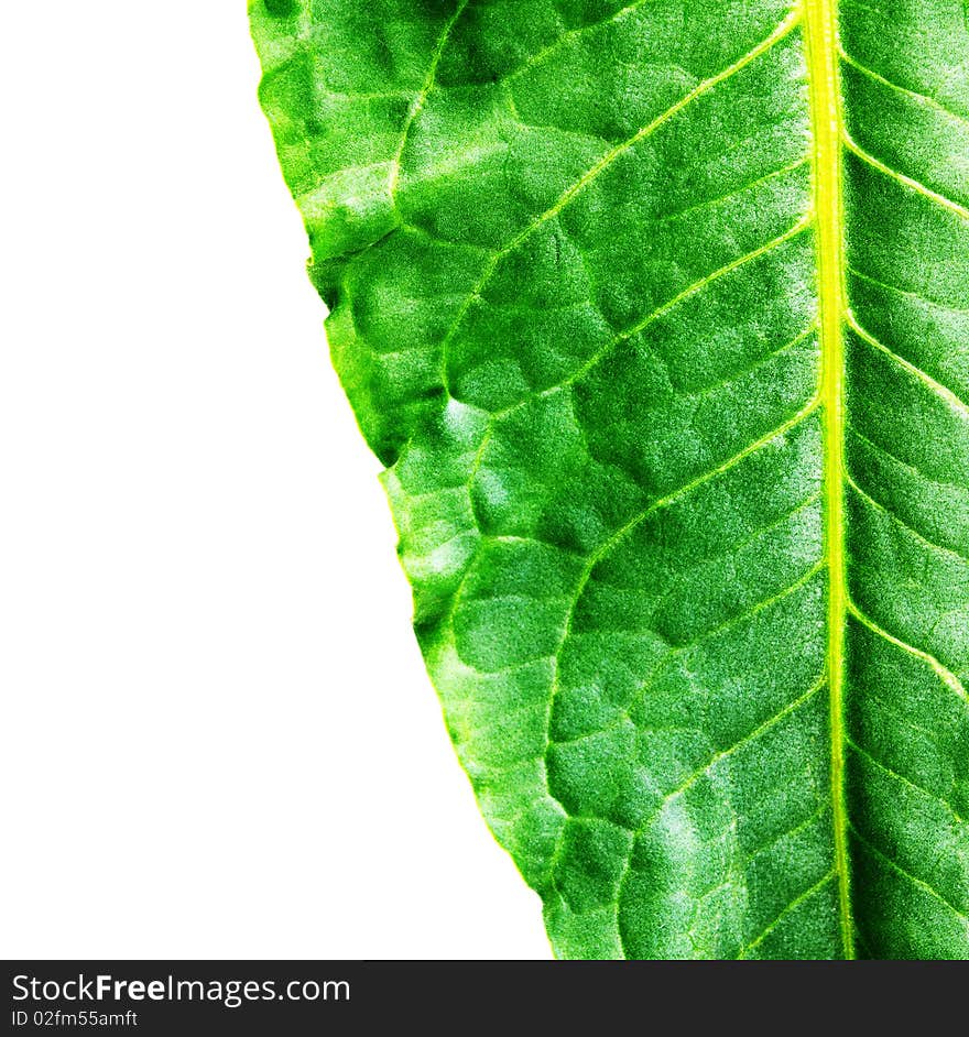 Detail of green leaf on white. Detail of green leaf on white