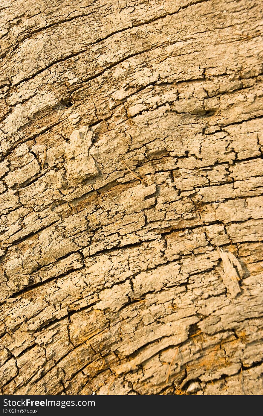 Wood texture on a death tree.