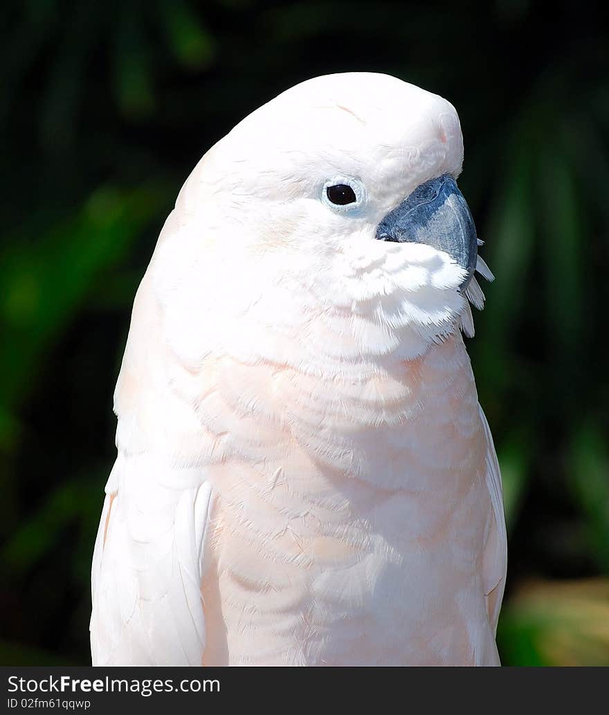 Parrot. Close up. Forest on background.