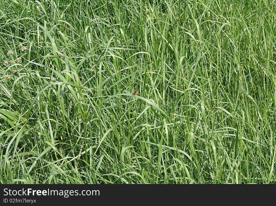 Close up photo of grass background