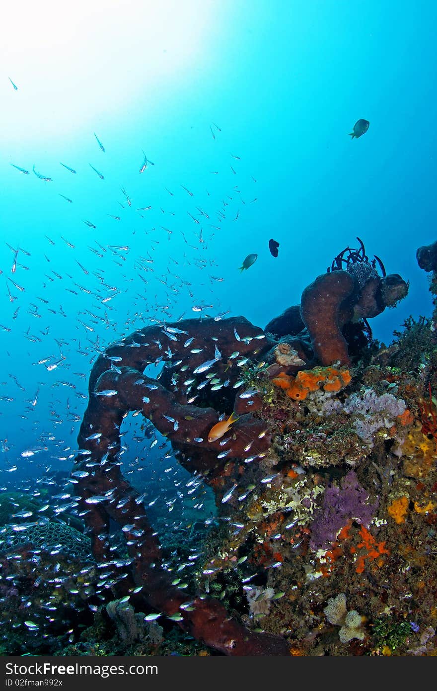 Beautiful underwater view