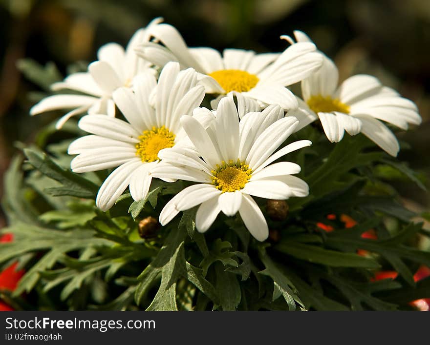 White flowers