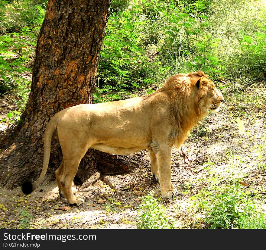 Lion 'king of Beast' in Jungle