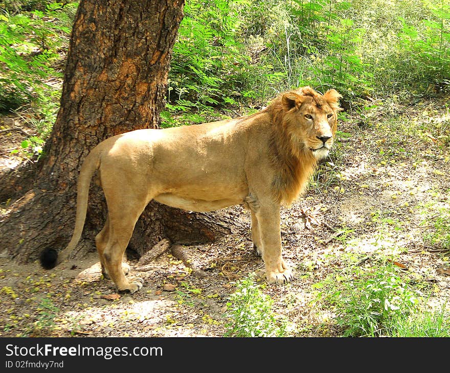 Lion 'king of Beast' in Jungle