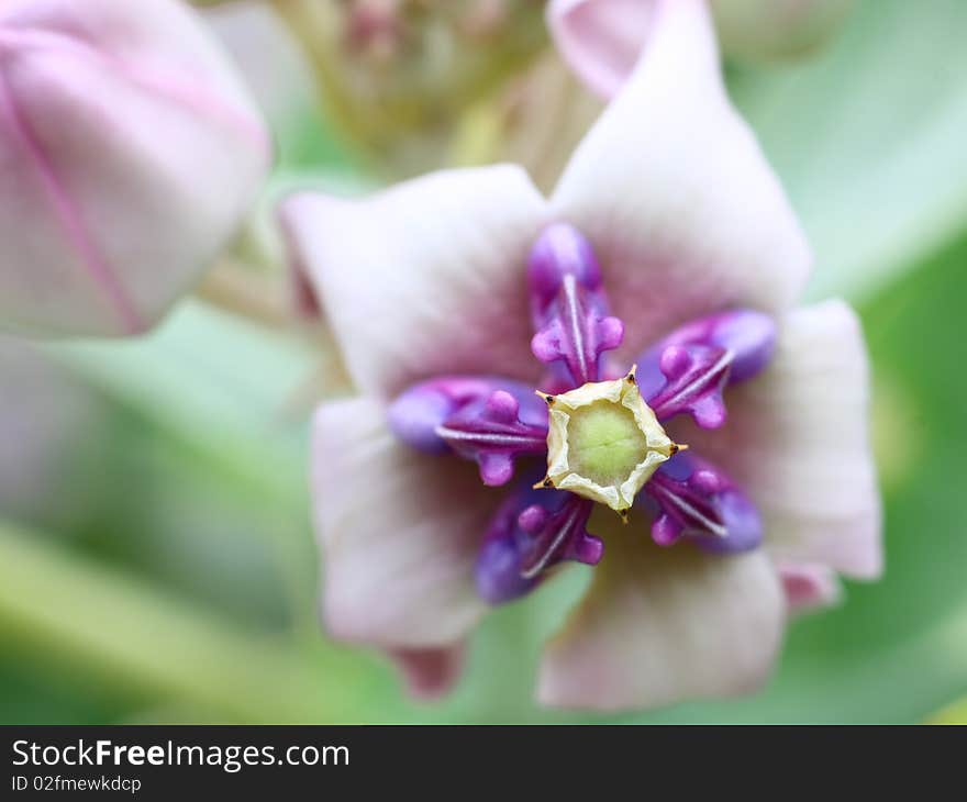 Calotropis gigantea (Crown flower) is a species of Calotropis, native to Indonesia, Malaysia, Philippines, Thailand, Sri Lanka, India and China. It is a large shrub growing to 4 m tall. It has clusters of waxy flowers that are either white or lavender in colour. Each flower consists of five pointed petals and a small, elegant crown rising from the centre, which holds the stamens. The plant has oval, light green leaves and milky stem. Calotropis gigantea (Crown flower) is a species of Calotropis, native to Indonesia, Malaysia, Philippines, Thailand, Sri Lanka, India and China. It is a large shrub growing to 4 m tall. It has clusters of waxy flowers that are either white or lavender in colour. Each flower consists of five pointed petals and a small, elegant crown rising from the centre, which holds the stamens. The plant has oval, light green leaves and milky stem.