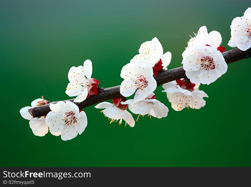 Flowers of apricot