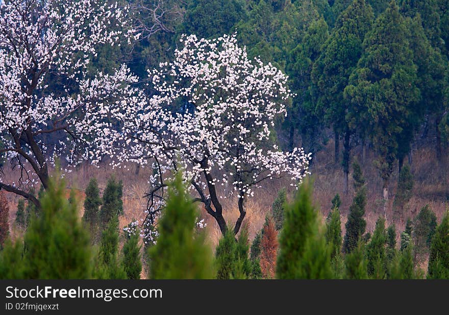 Early spring