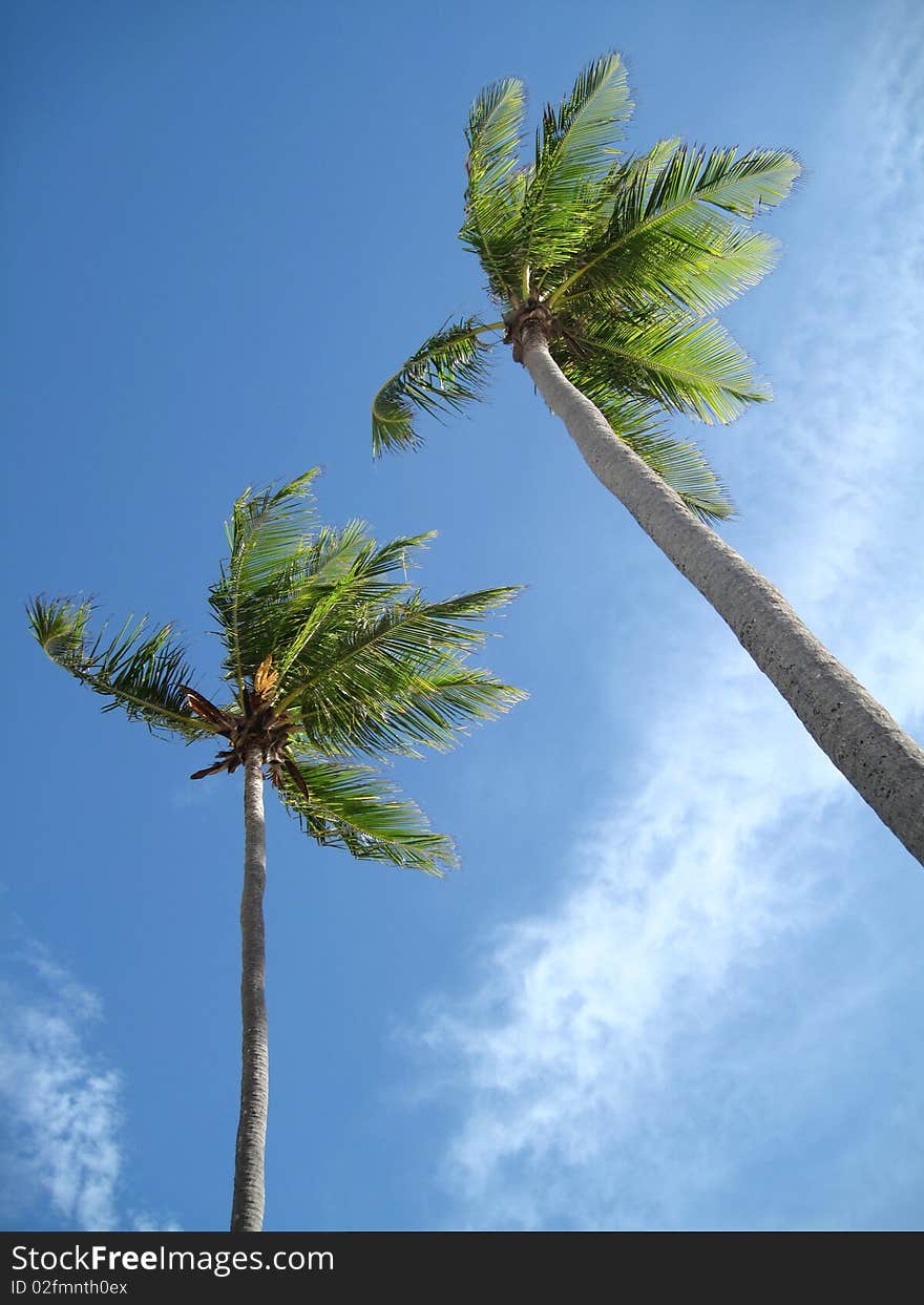 Palm trees on sky background