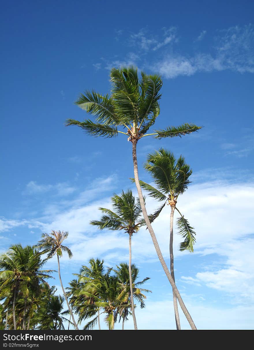 Palm Trees And Sky Background