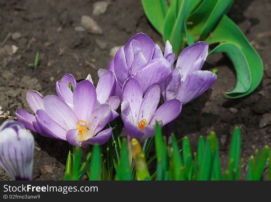 Spring flower crocus