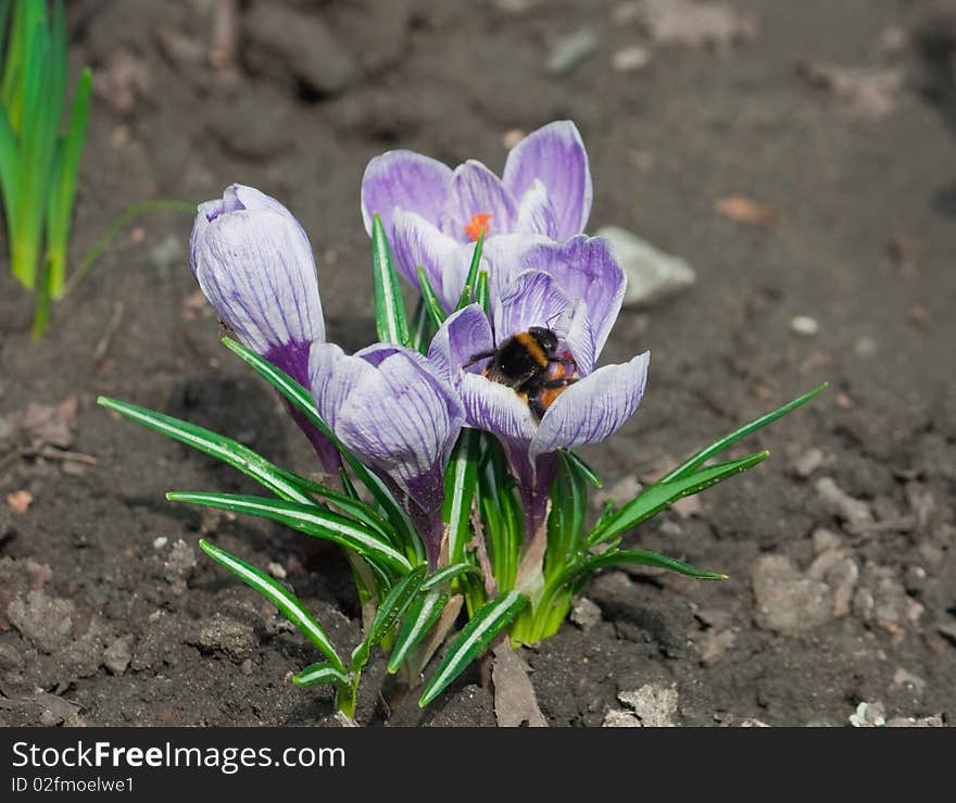 Spring flower crocus