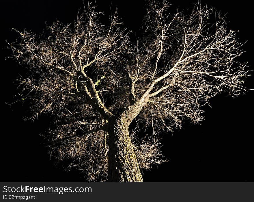 Winter Bare Tree