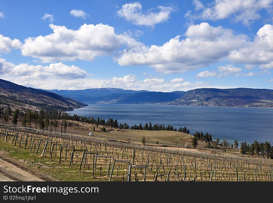 Vineyard In Early Spring