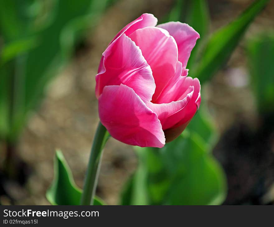 Blooming Tulip