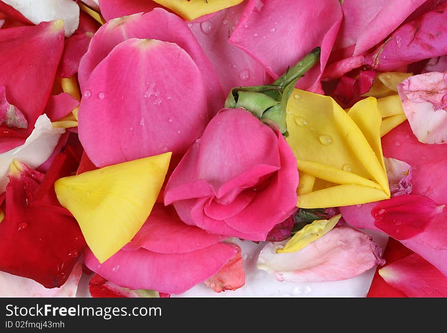 Which leaves an emotional image of colorful roses. Which leaves an emotional image of colorful roses