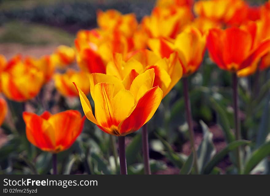 A field of multi-colored tulips blooming in early spring. A field of multi-colored tulips blooming in early spring.