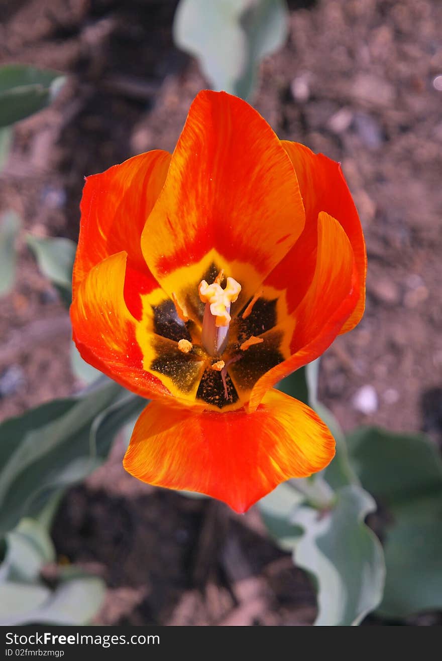 Blooming Tulip