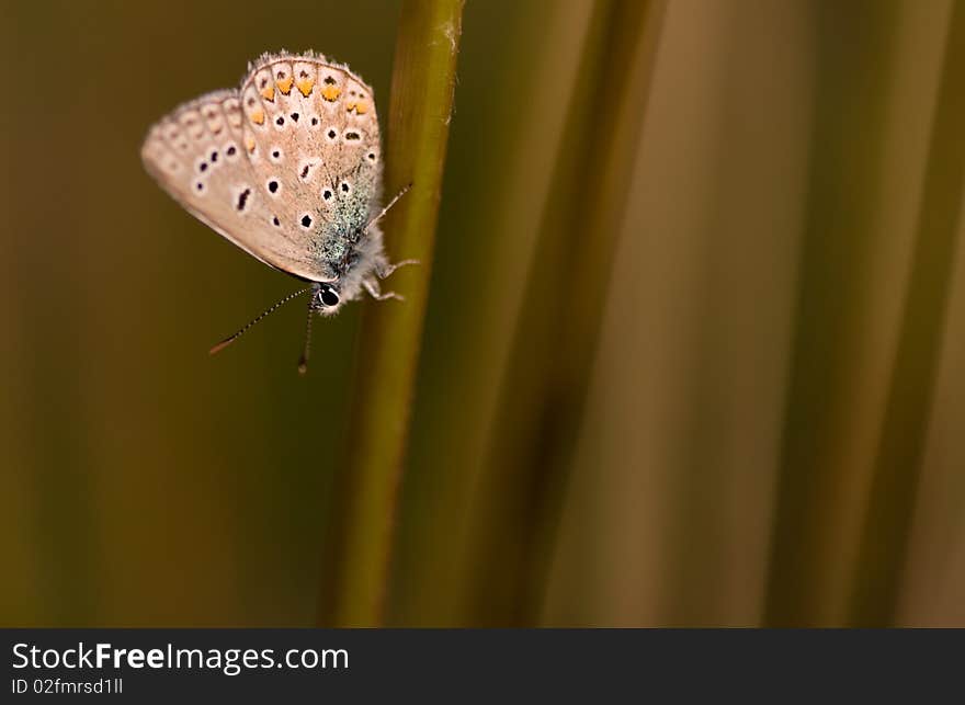 Blue butterfly