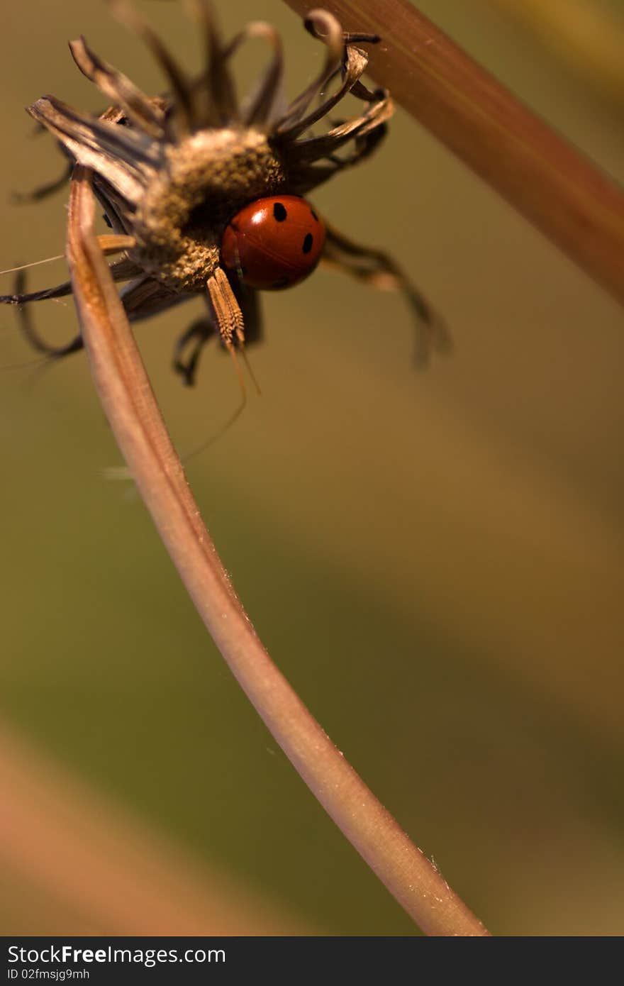 Ladybug