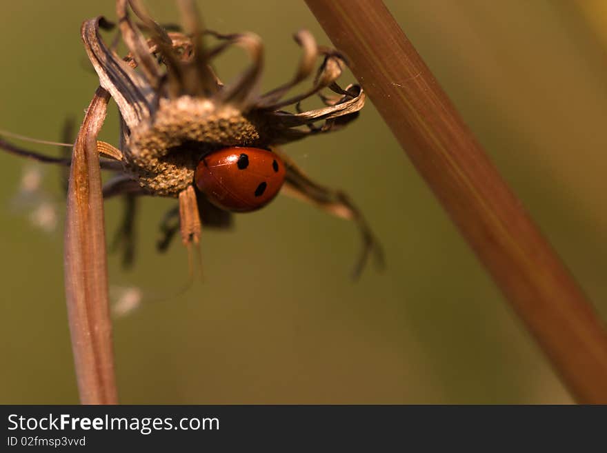 Ladybug