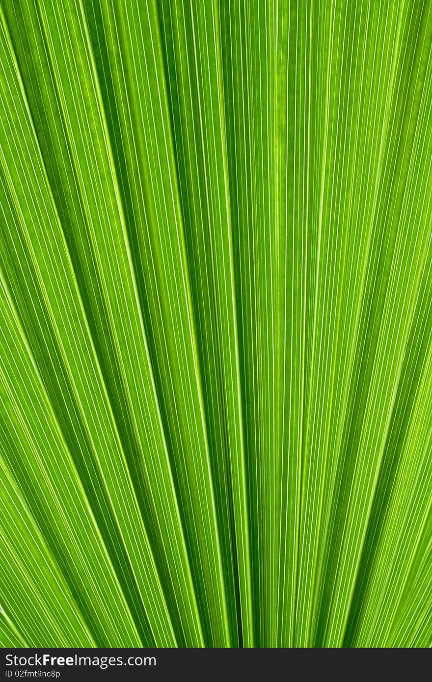 Leaf Washingtonia Filatera