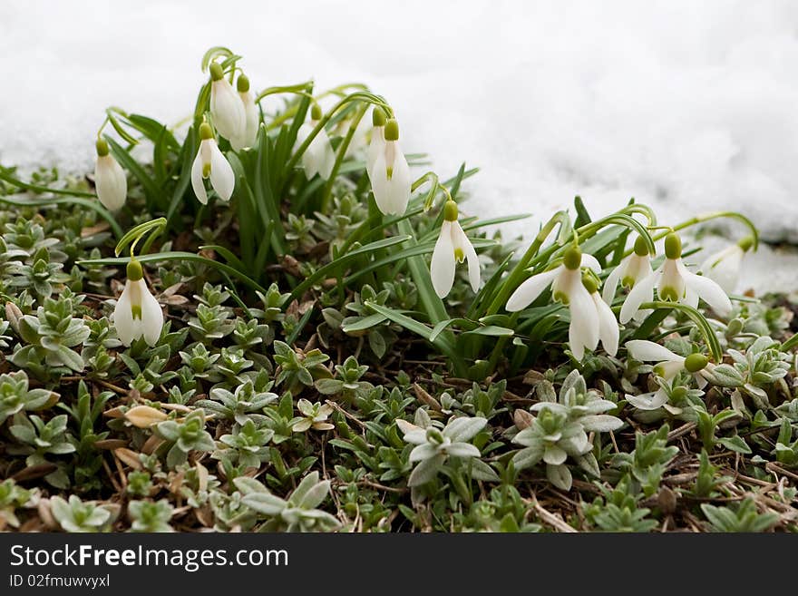 Snowdrom is seasonal flower at the beginning of spring. Snowdrom is seasonal flower at the beginning of spring