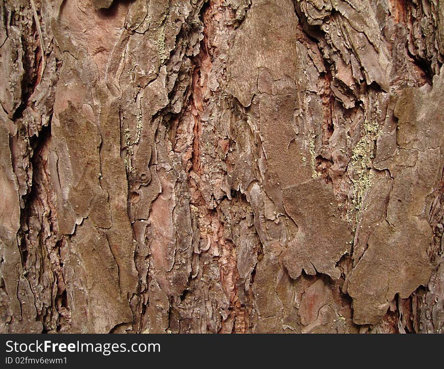 Тне texture tree bark color photo