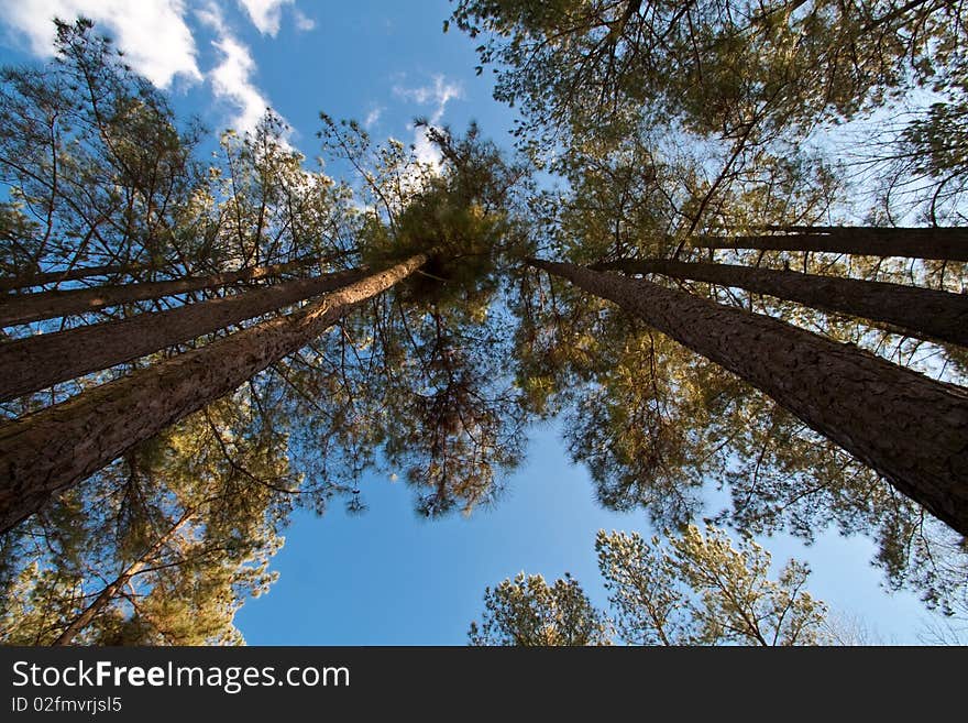 Trees in formation