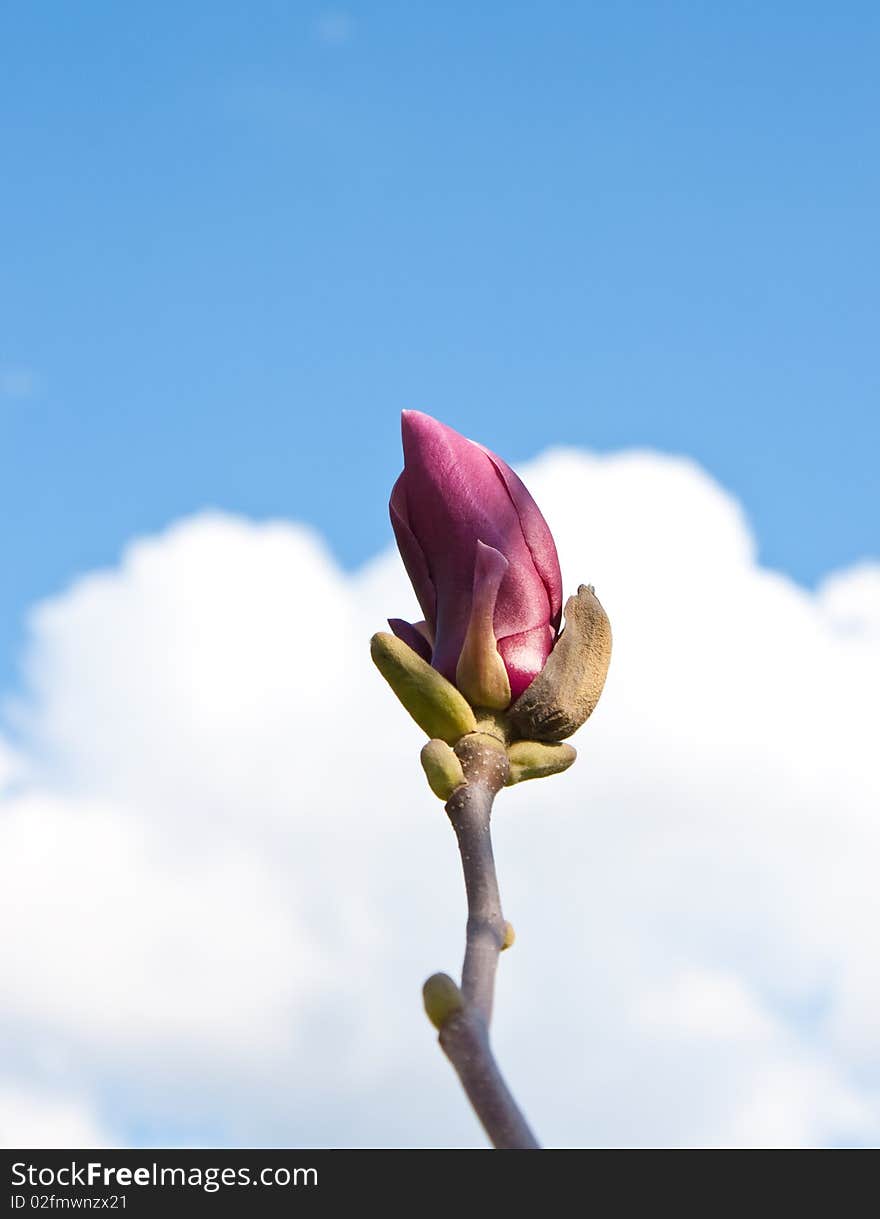 Purple flower in spring time. Purple flower in spring time