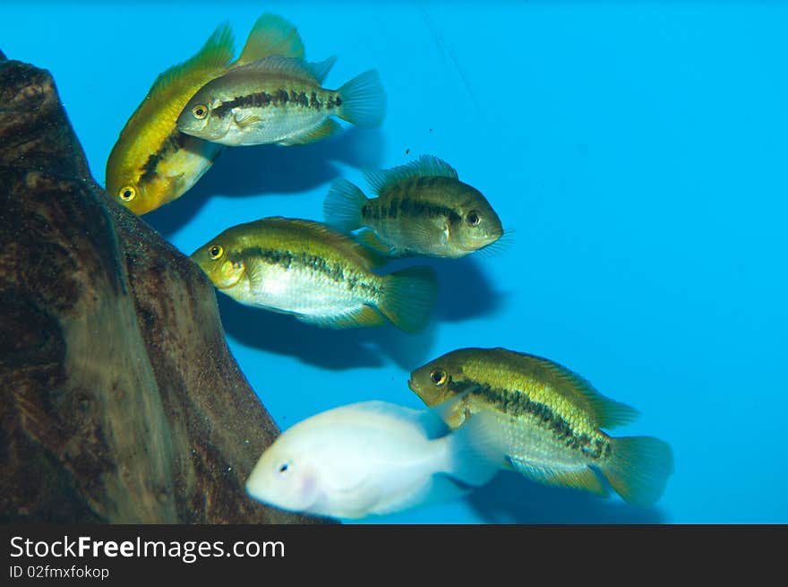 Cichlids Group in Aquarium