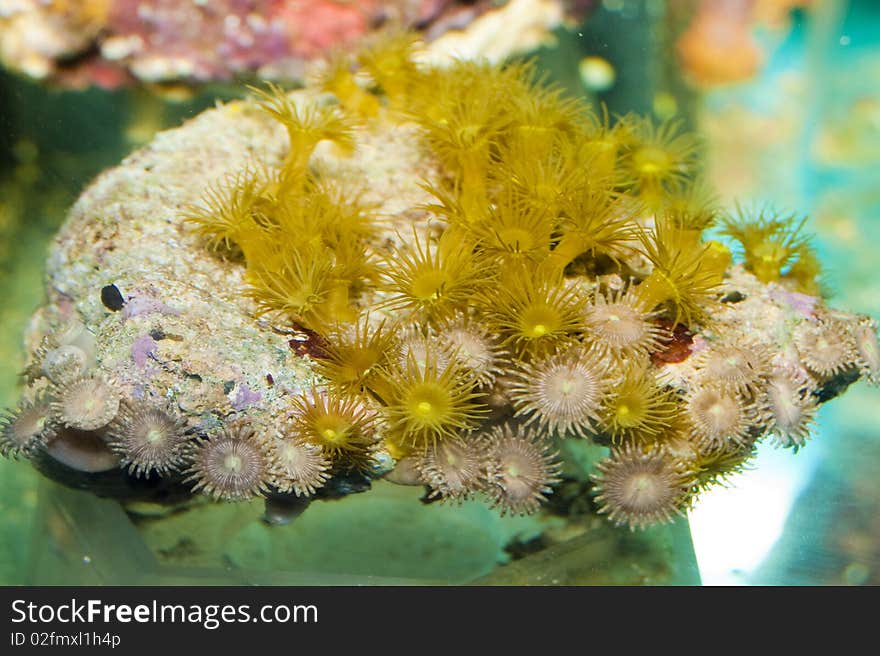 Coral Polyps in Aquarium