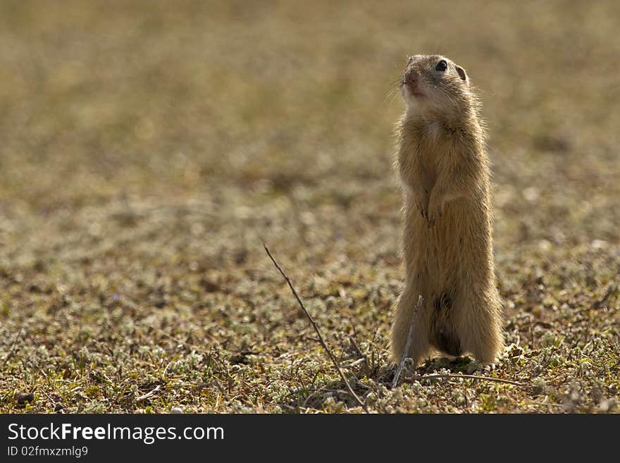 European Groun Squirrel or Souslik