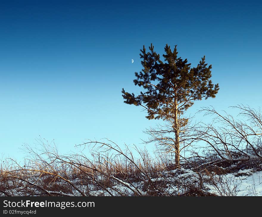 Pine, Sky And Moon. Winter.