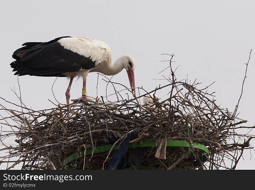 White Stork on nest