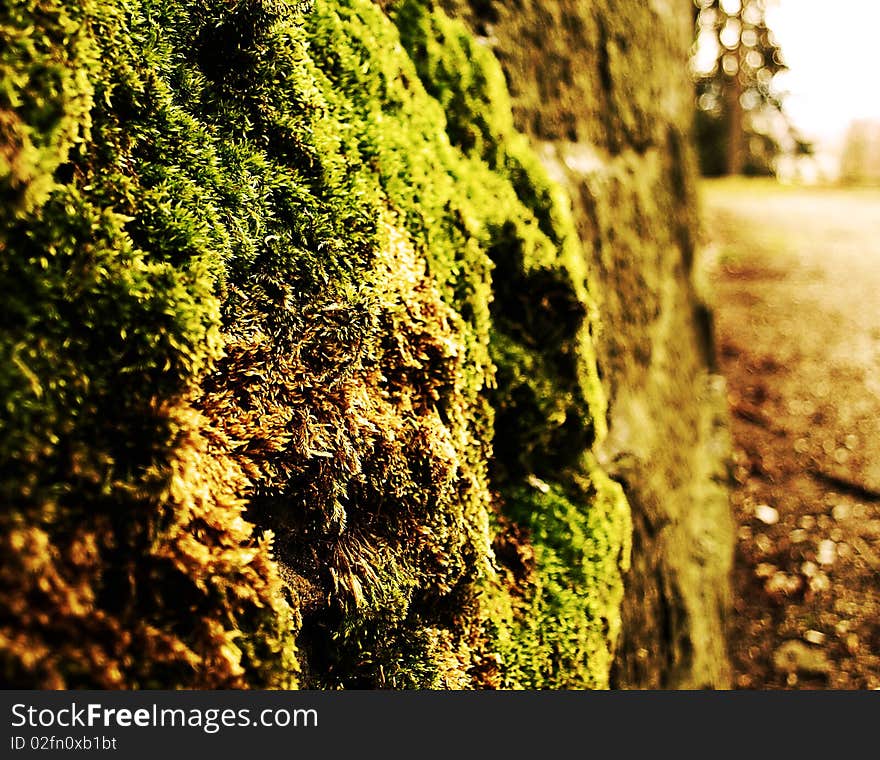 Moss on stone with a blurred background