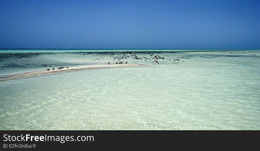 Birds in blue lagoon, Red Sea Egypt